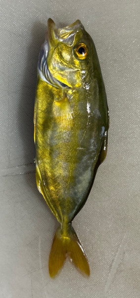 質問に添付された魚の写真