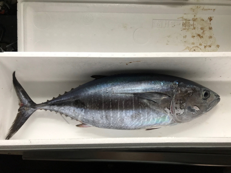 質問に添付された魚の写真