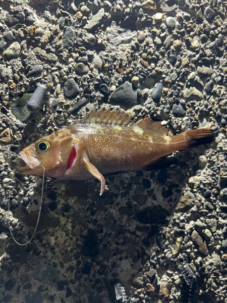 質問に添付された魚の写真