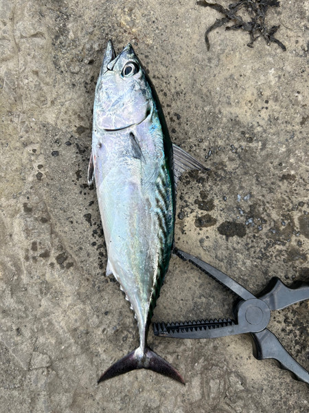 質問に添付された魚の写真