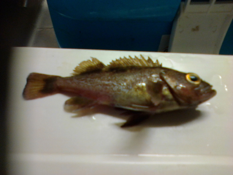 質問に添付された魚の写真