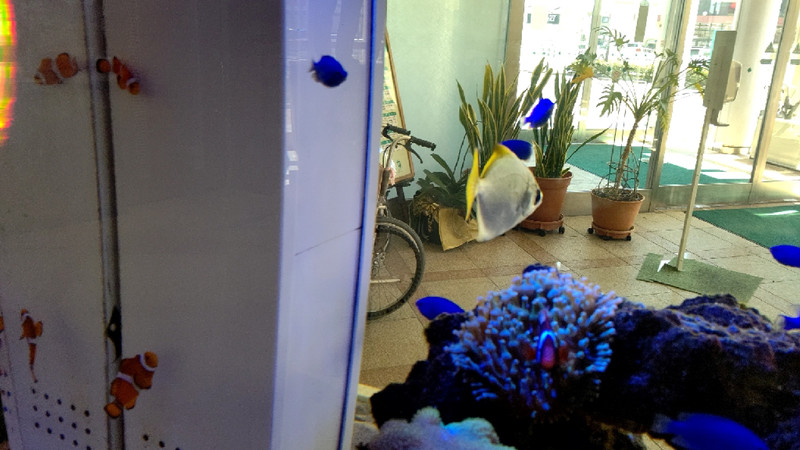 質問に添付された魚の写真