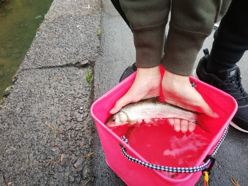 質問に添付された魚の写真