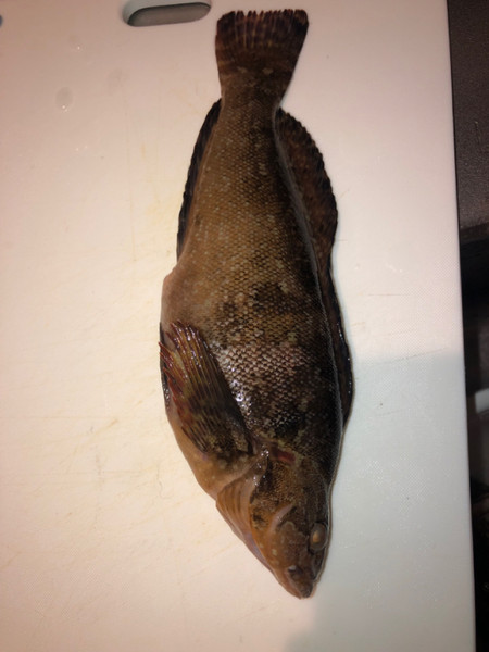 質問に添付された魚の写真
