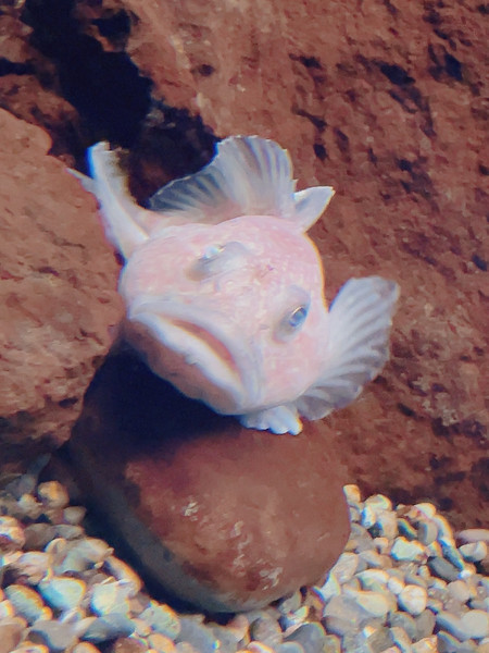 質問に添付された魚の写真