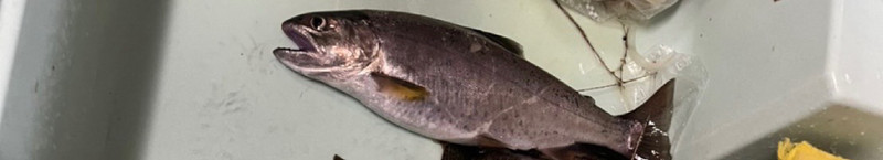 質問に添付された魚の写真