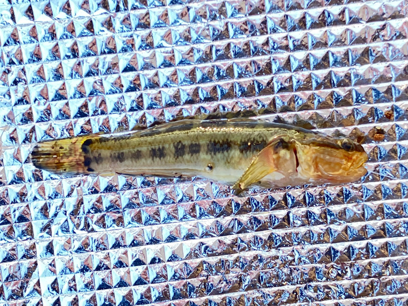 質問に添付された魚の写真