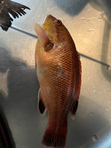 質問に添付された魚の写真