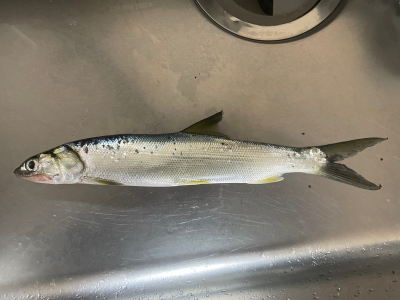 質問に添付された魚の写真