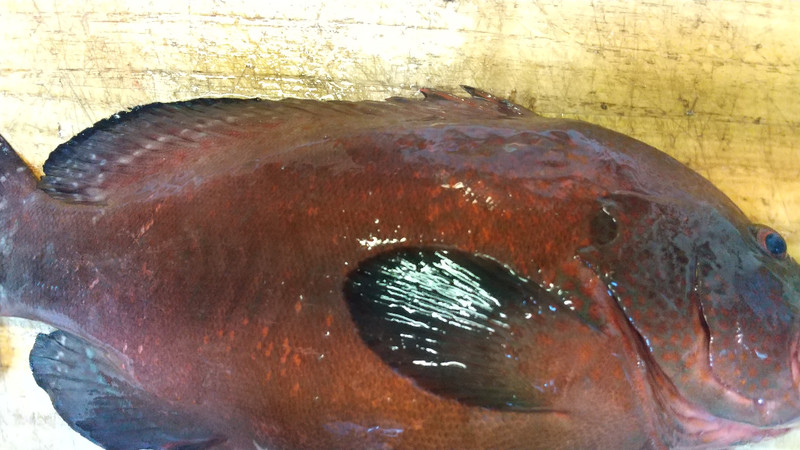 質問に添付された魚の写真