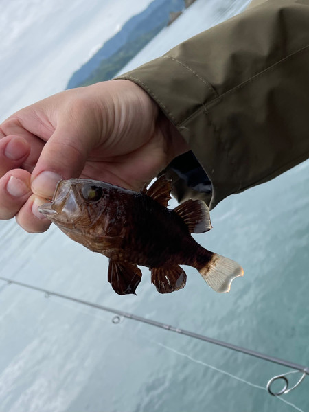質問に添付された魚の写真
