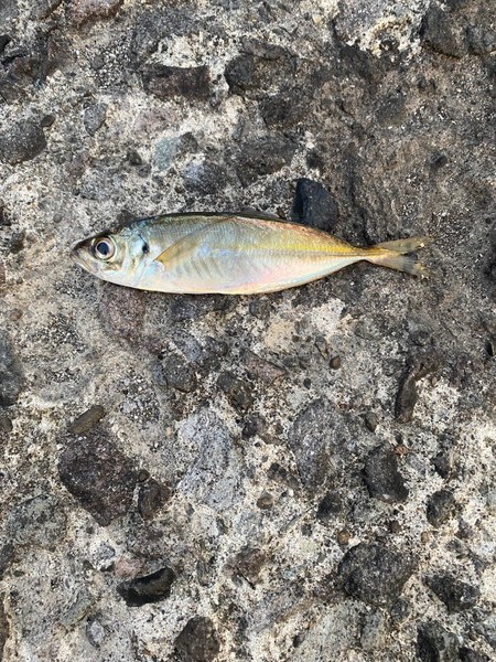 質問に添付された魚の写真