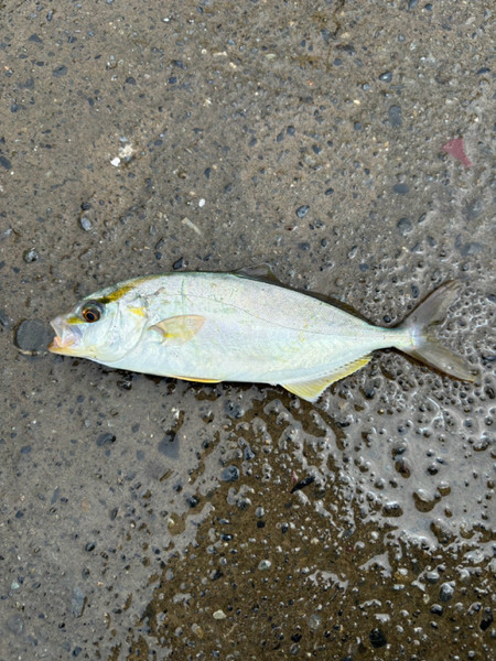 質問に添付された魚の写真