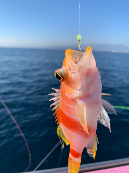 質問に添付された魚の写真
