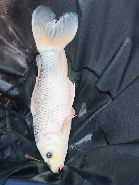 質問に添付された魚の写真