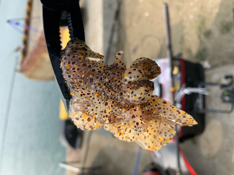 質問に添付された魚の写真