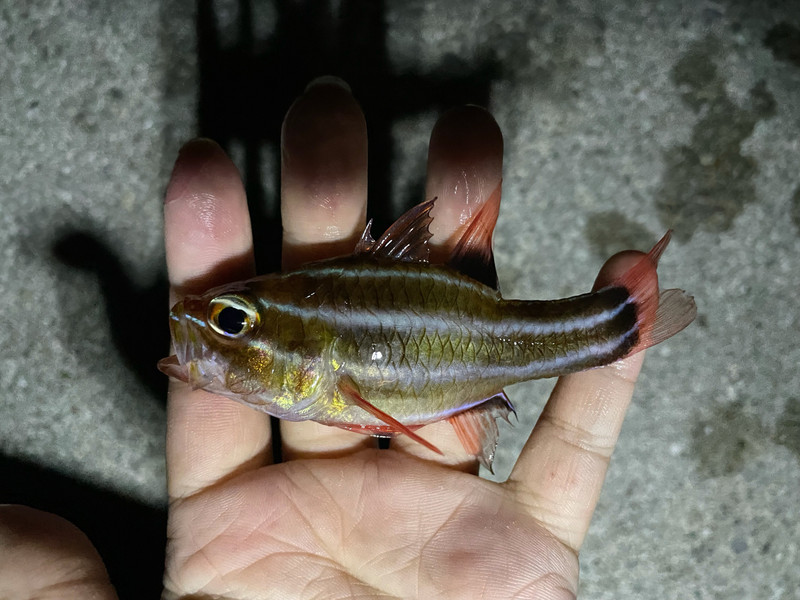 質問に添付された魚の写真