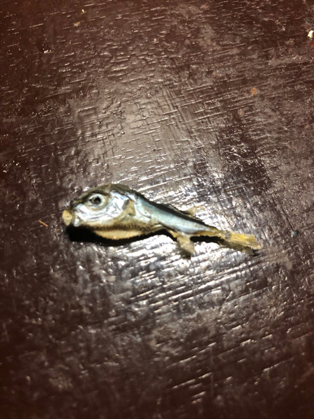 質問に添付された魚の写真