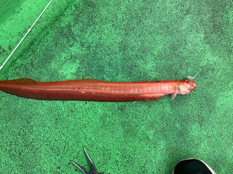 質問に添付された魚の写真