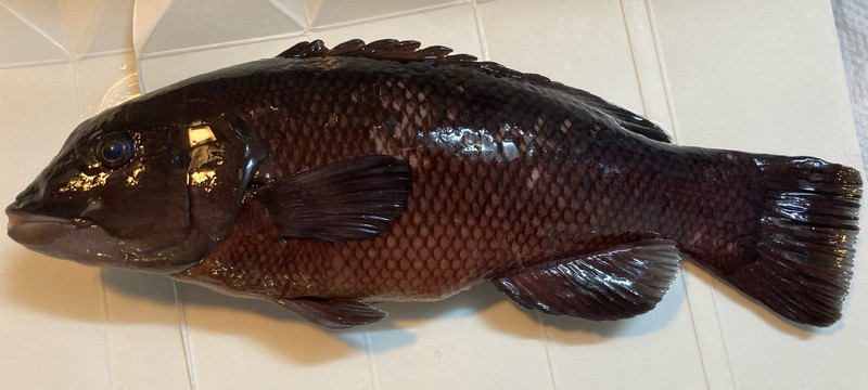 質問に添付された魚の写真