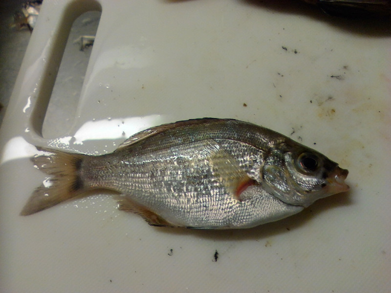 質問に添付された魚の写真