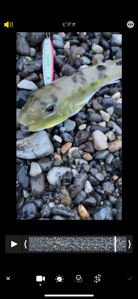 質問に添付された魚の写真