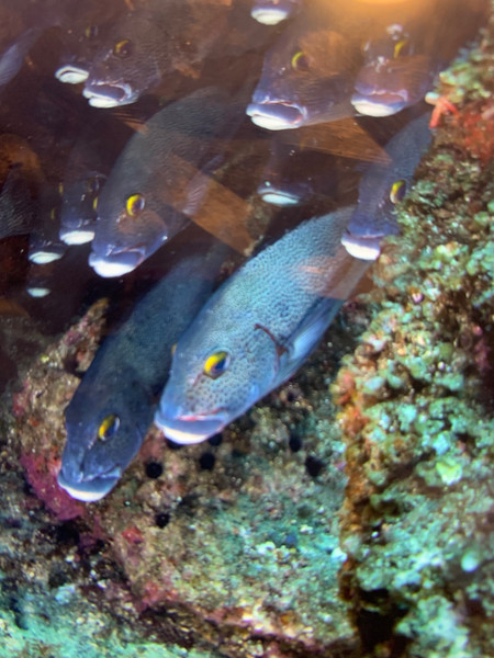 質問に添付された魚の写真