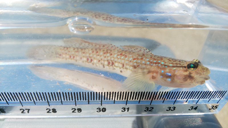 質問に添付された魚の写真