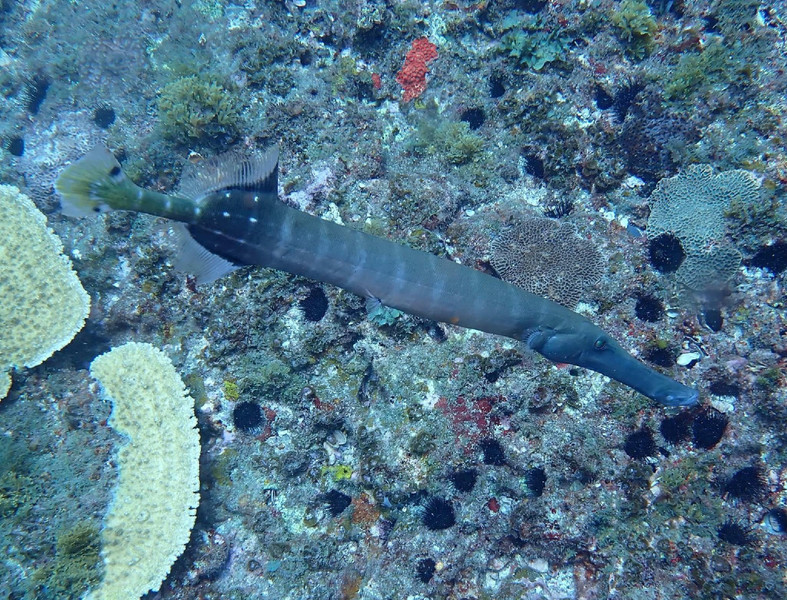 質問に添付された魚の写真