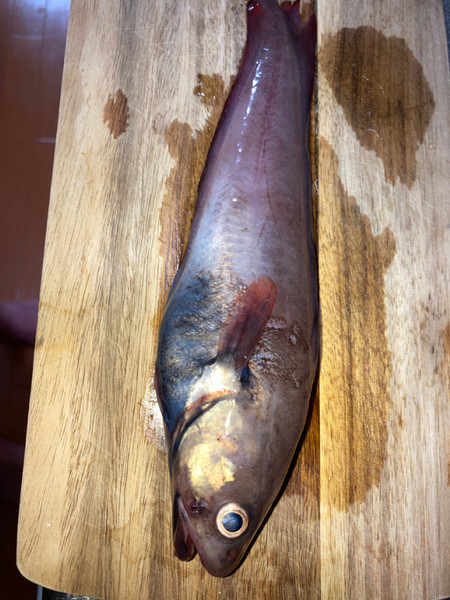 質問に添付された魚の写真