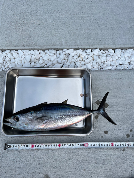 質問に添付された魚の写真