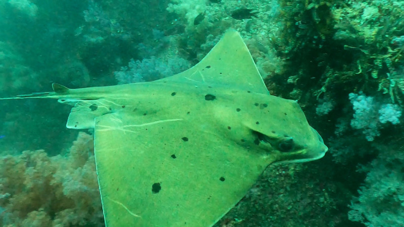 質問に添付された魚の写真