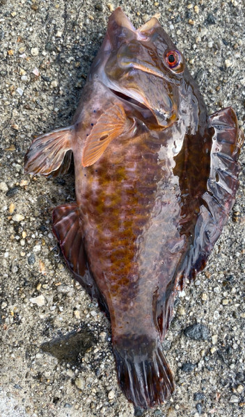 質問に添付された魚の写真