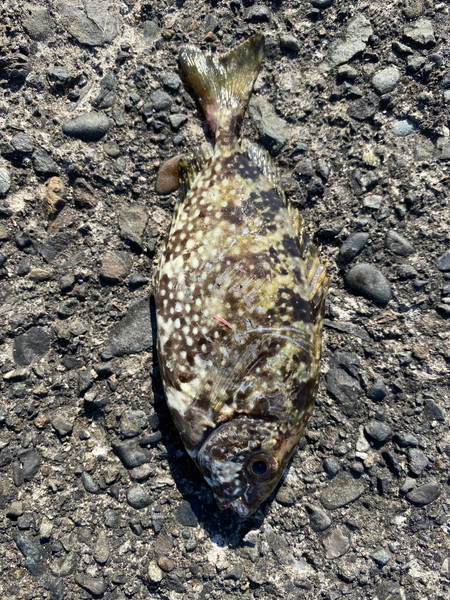 質問に添付された魚の写真