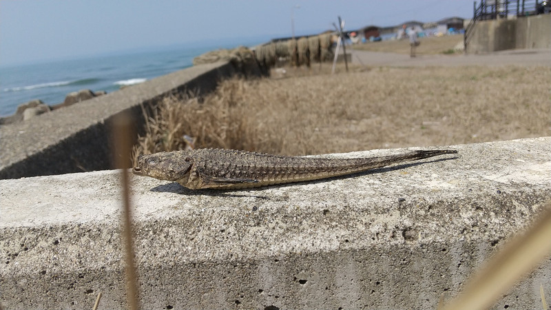 質問に添付された魚の写真