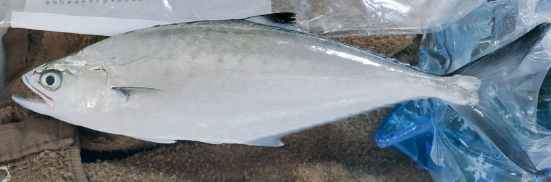 質問に添付された魚の写真