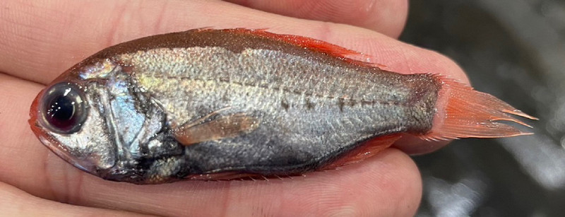 質問に添付された魚の写真