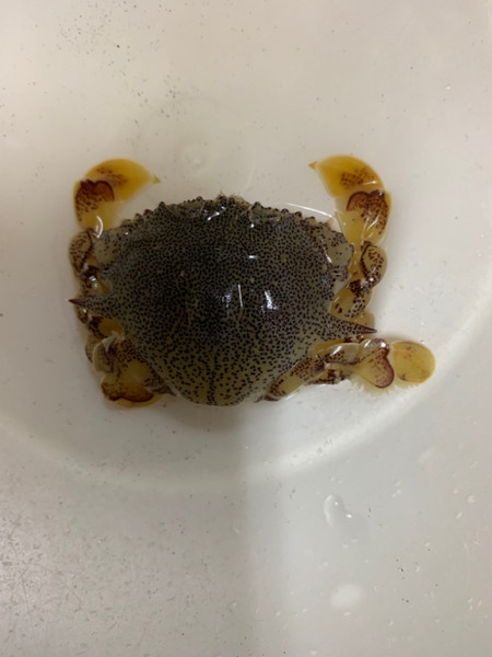 質問に添付された魚の写真