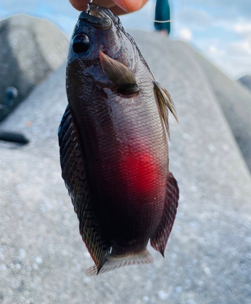質問に添付された魚の写真