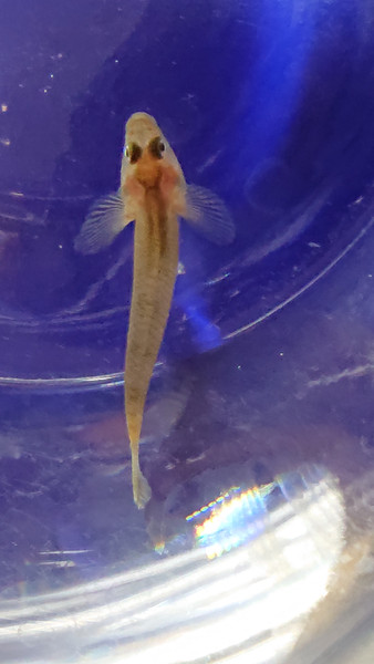 質問に添付された魚の写真