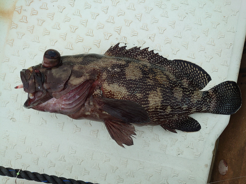 質問に添付された魚の写真