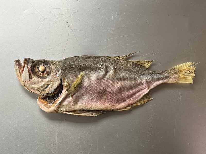 質問に添付された魚の写真