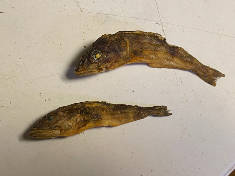 質問に添付された魚の写真