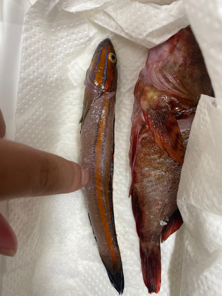 質問に添付された魚の写真